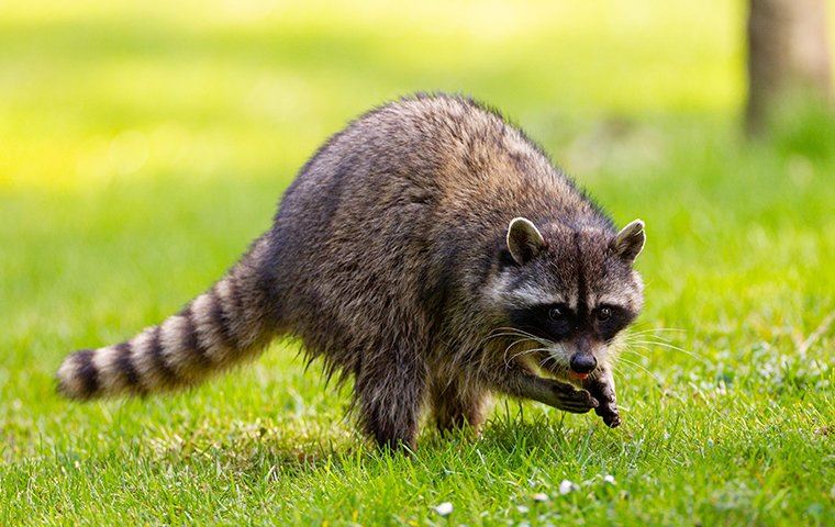 Raccoon Looking For Food In A Yard
