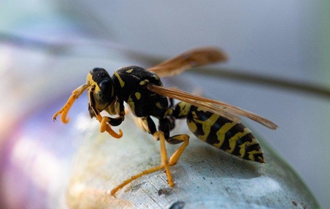 Staying Safe from European Wasps