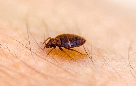 Bed bug biting someone's skin.
