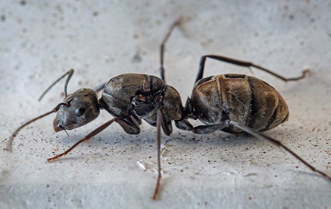 smarty ants without login
