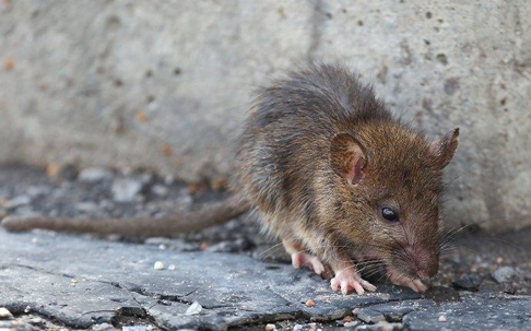 Scrappy Norway Rat on pavement.