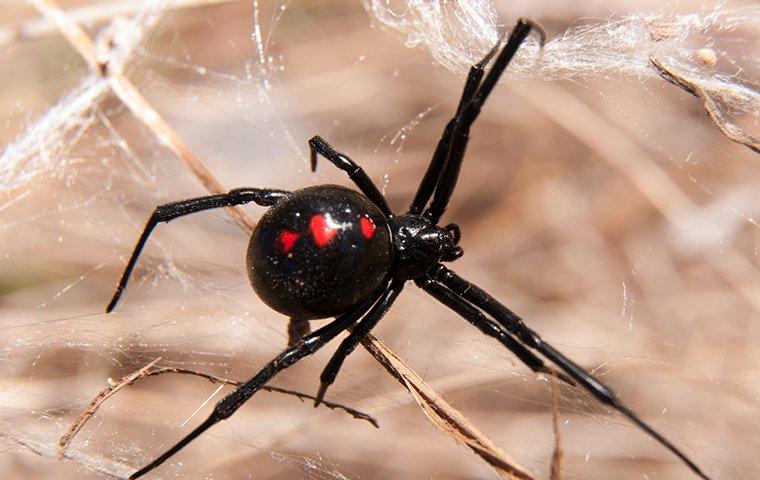 how to use black widow top water｜TikTok Search