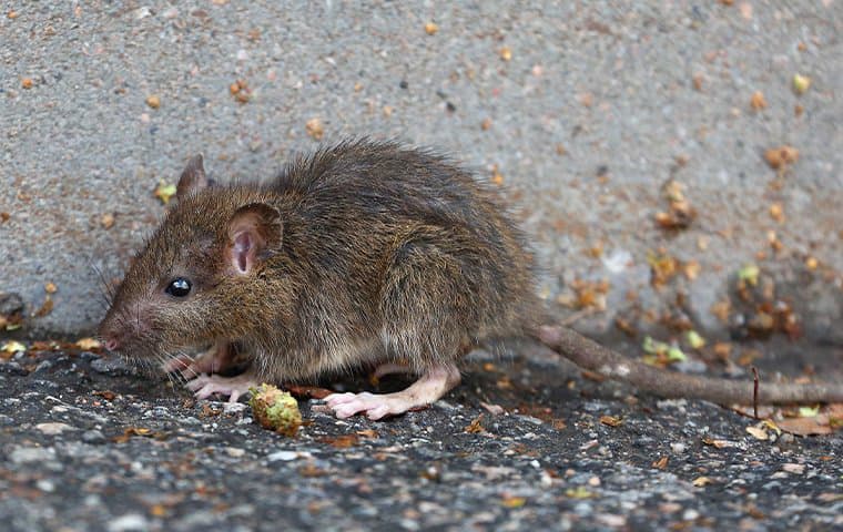 How To Get Rid Of Rats: Tips For Effective Rodent Control For Utah ...