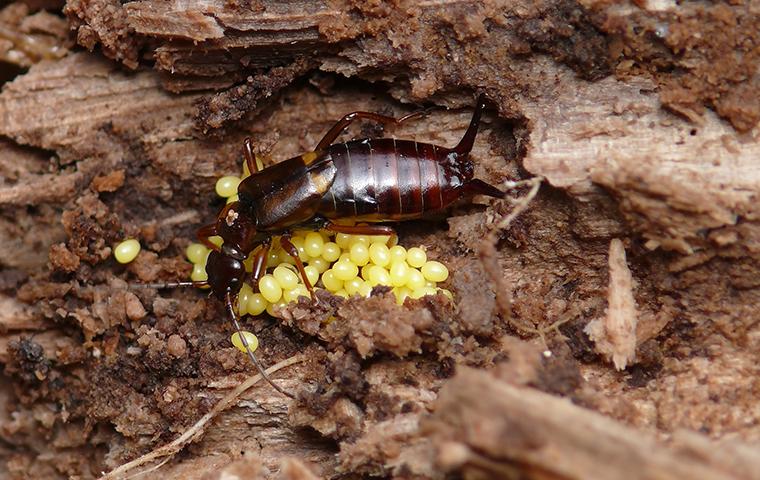 The Ultimate Guide To Earwigs In Salt Lake City: Habits, Prevention ...