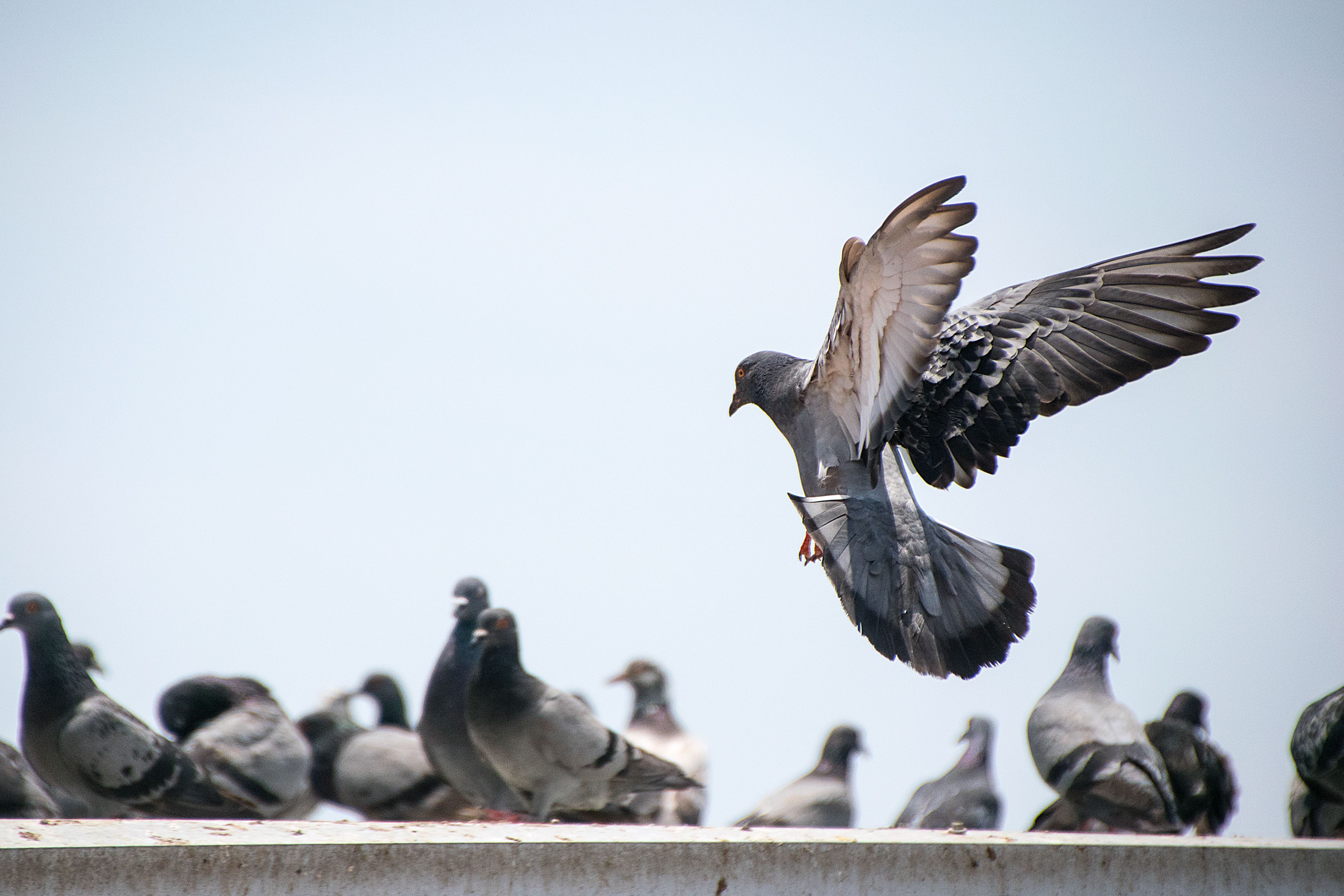 pigeons on a perch 